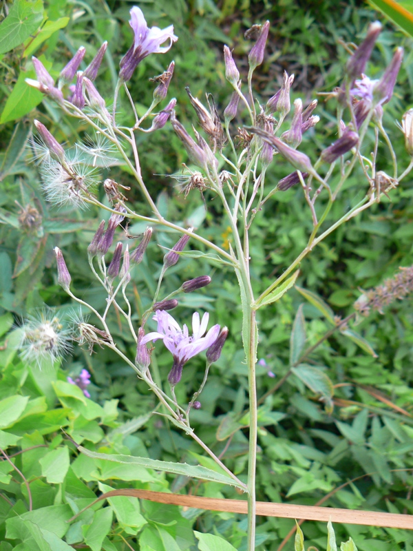 Image of Lactuca sibirica specimen.