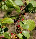 Frangula alnus