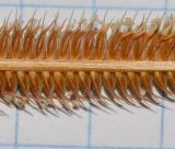 Dactyloctenium aegyptium