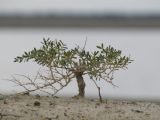 Nitraria sibirica. Прегенеративная особь кустарника на эрозионном глинистом останце. Казахстан, Павлодарская обл., 3 км восточнее с. Ямышевское на правом берегу Иртыша, северный берег Солёного Ямышевского озера. 12 сентября 2014 г.