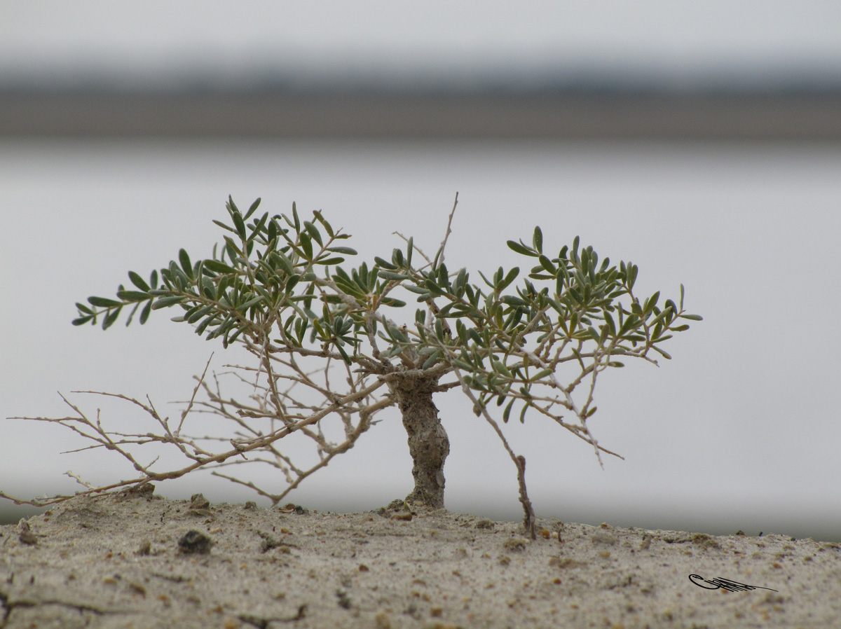 Image of Nitraria sibirica specimen.