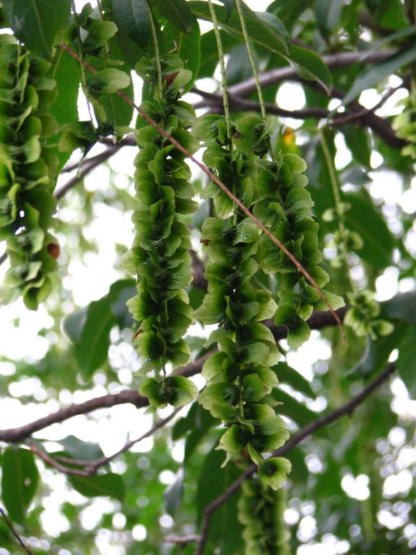 Изображение особи Pterocarya fraxinifolia.