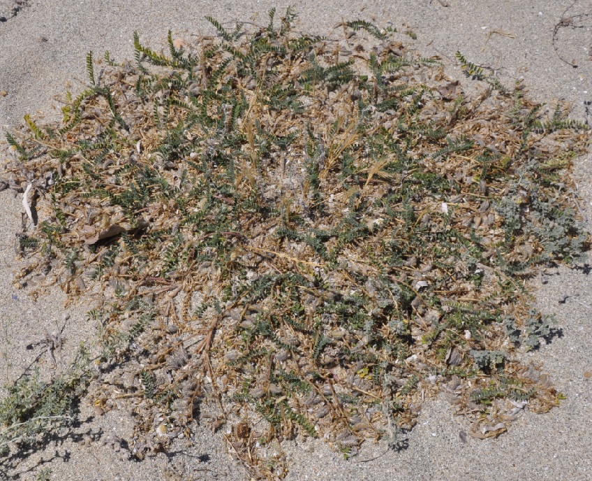 Image of Astragalus suberosus ssp. haarbachii specimen.