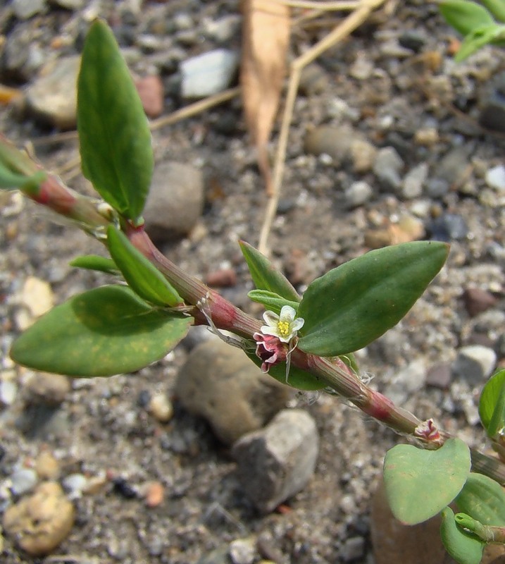 Image of genus Polygonum specimen.