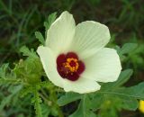 Hibiscus trionum. Цветок, бутоны и листья. Турция, пров. Анталья, р-н Кемер, пос. Бельдиби, в культуре. 15.08.2014.