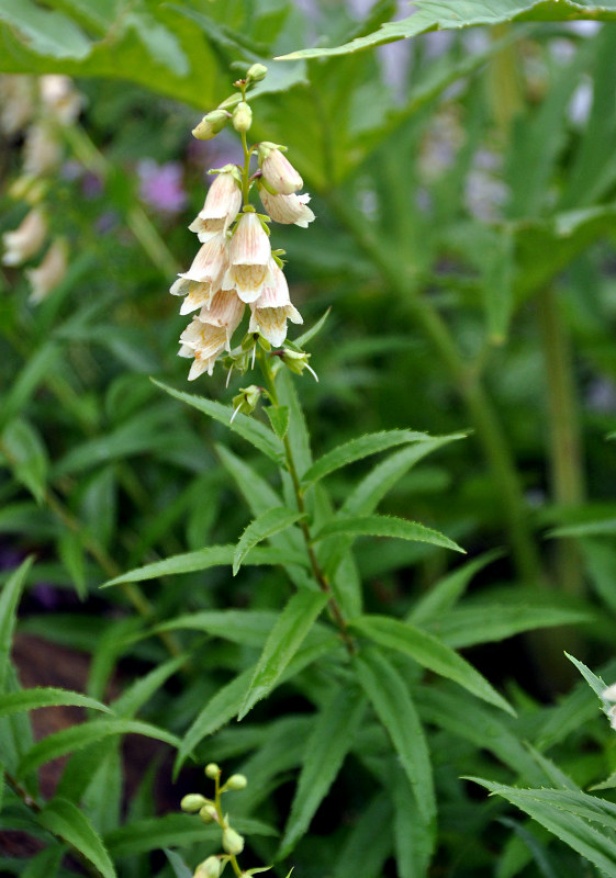 Изображение особи Digitalis ciliata.