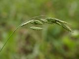 Bromus squarrosus. Соцветие. Белгородская обл., пос. Борисовка, Лес на Ворскле, суходольный луг. 03.07.2009.