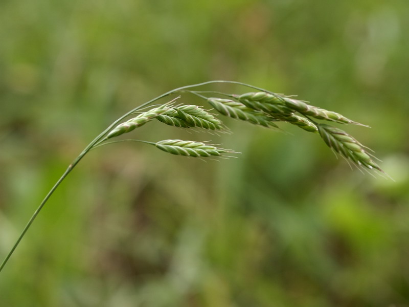 Image of Bromus squarrosus specimen.