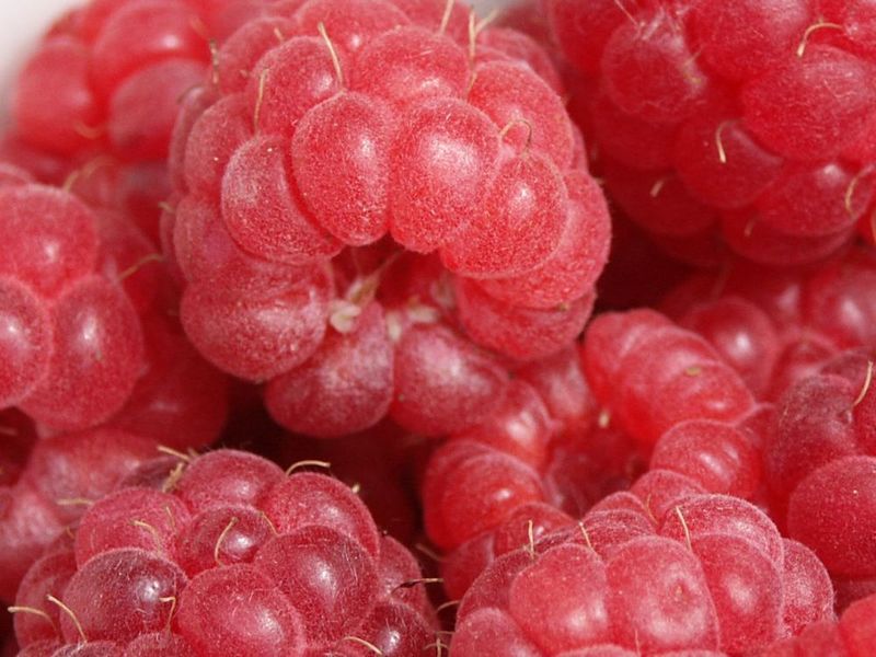 Изображение особи Rubus idaeus.