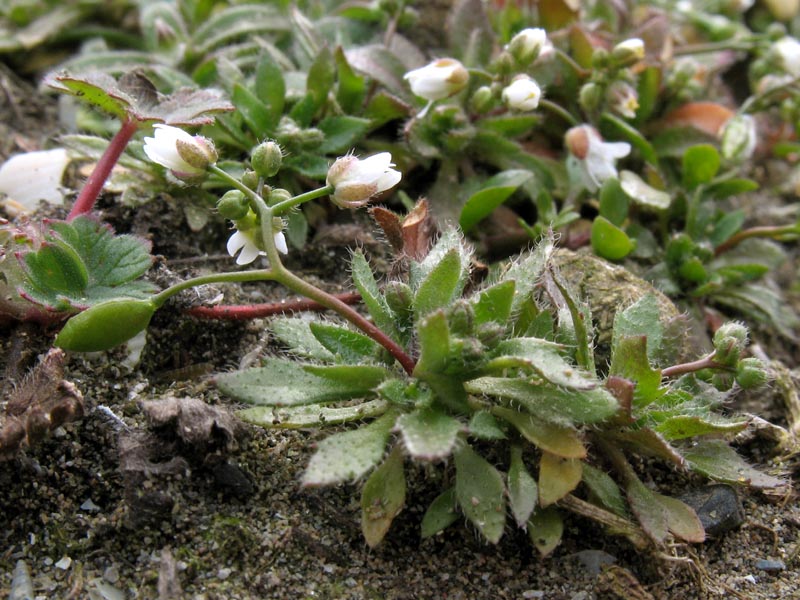 Image of Erophila verna specimen.