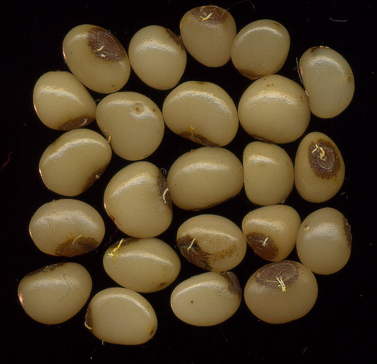 Изображение особи Convallaria majalis.