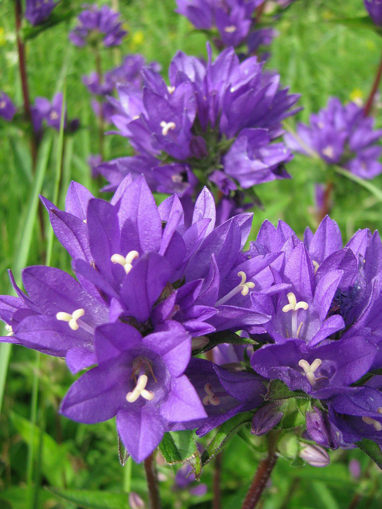Image of Campanula glomerata specimen.