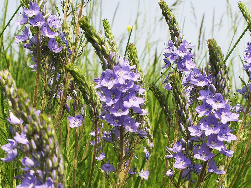 Image of Veronica jacquinii specimen.