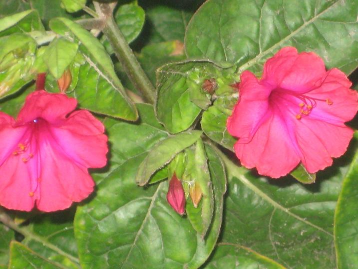 Image of Mirabilis jalapa specimen.