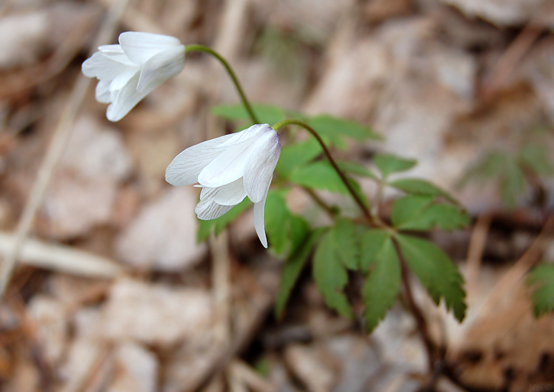 Изображение особи Anemone altaica.