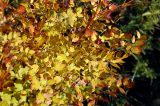 Thalictrum minus
