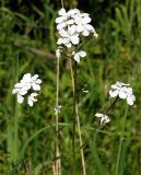 Hesperis sibirica подвид pseudonivea