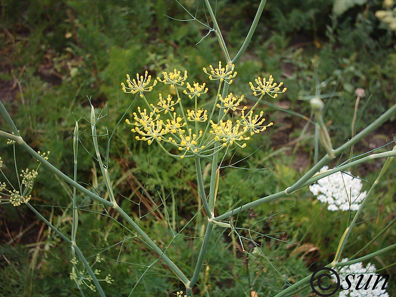 Image of Foeniculum vulgare specimen.