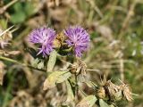 Centaurea iberica. Побеги с соцветиями и незрелыми соплодиями. Кыргызстан, Чуйская обол., с. Восток, между кладбищем и водоемом. 11.09.2015.