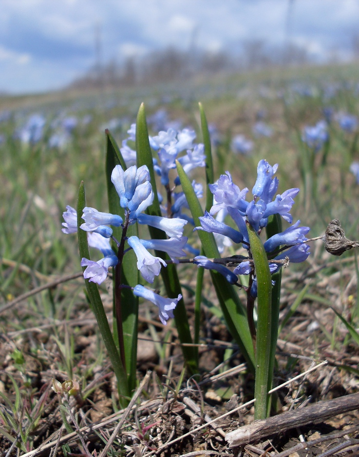 Изображение особи Hyacinthella pallasiana.