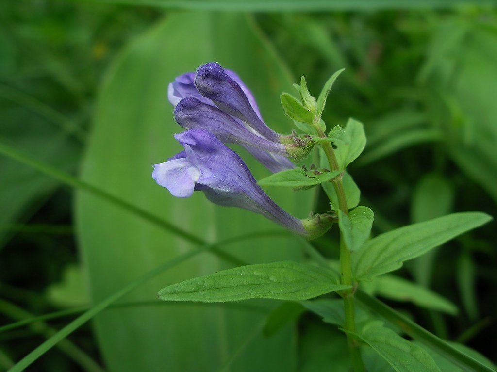 Изображение особи Scutellaria hastifolia.