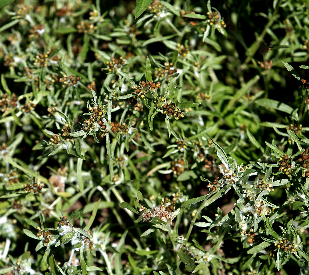 Image of Gnaphalium uliginosum specimen.