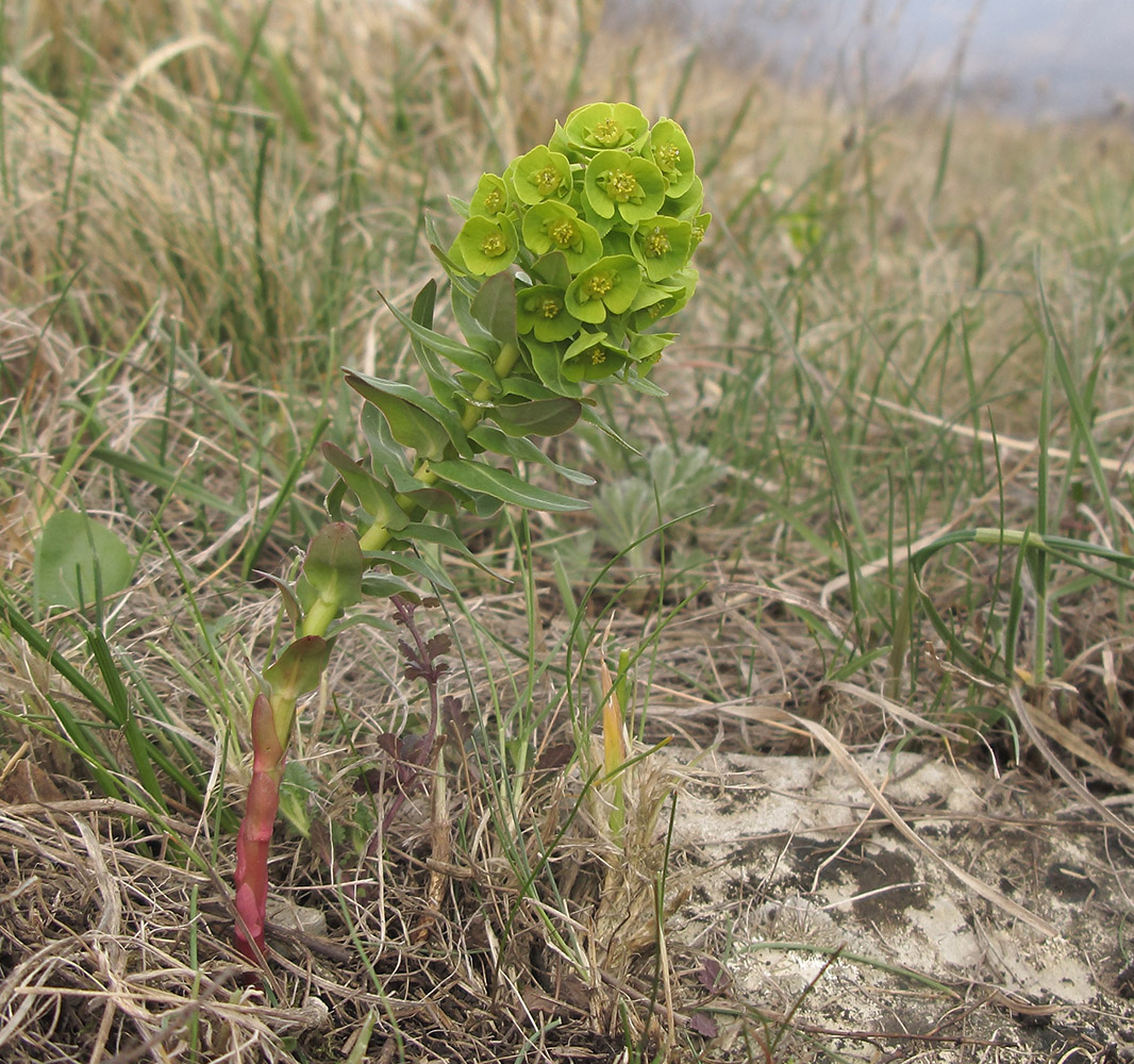 Image of Euphorbia condylocarpa specimen.