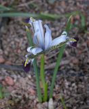 Iridodictyum zagricum