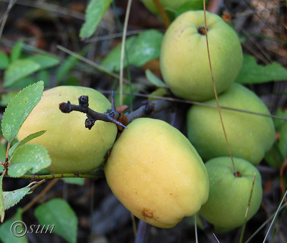 Image of Chaenomeles japonica specimen.