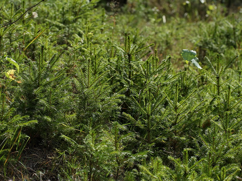 Image of Picea abies specimen.