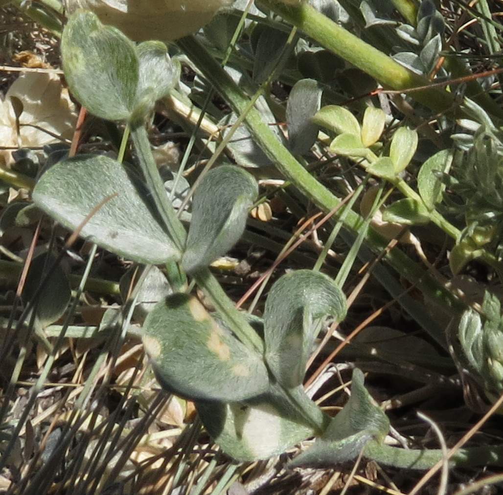 Image of Astragalus ellipsoideus specimen.