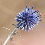 Echinops ruthenicus. Верхушка побега с соцветием. Казахстан, Восточно-Казахстанская обл., Зыряновский р-н, окр. пос. Новая Бухтарма, правый берег Бухтарминского вдхр., остепнённый склон сопки. 02.08.2015.