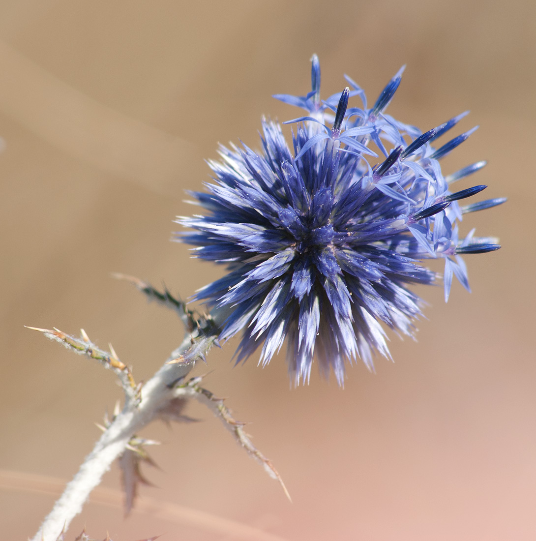 Изображение особи Echinops ruthenicus.