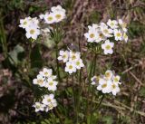 Anemonastrum protractum