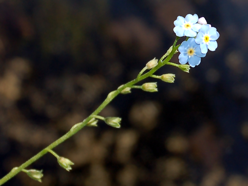 Изображение особи Myosotis nemorosa.