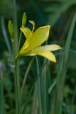 Hemerocallis minor