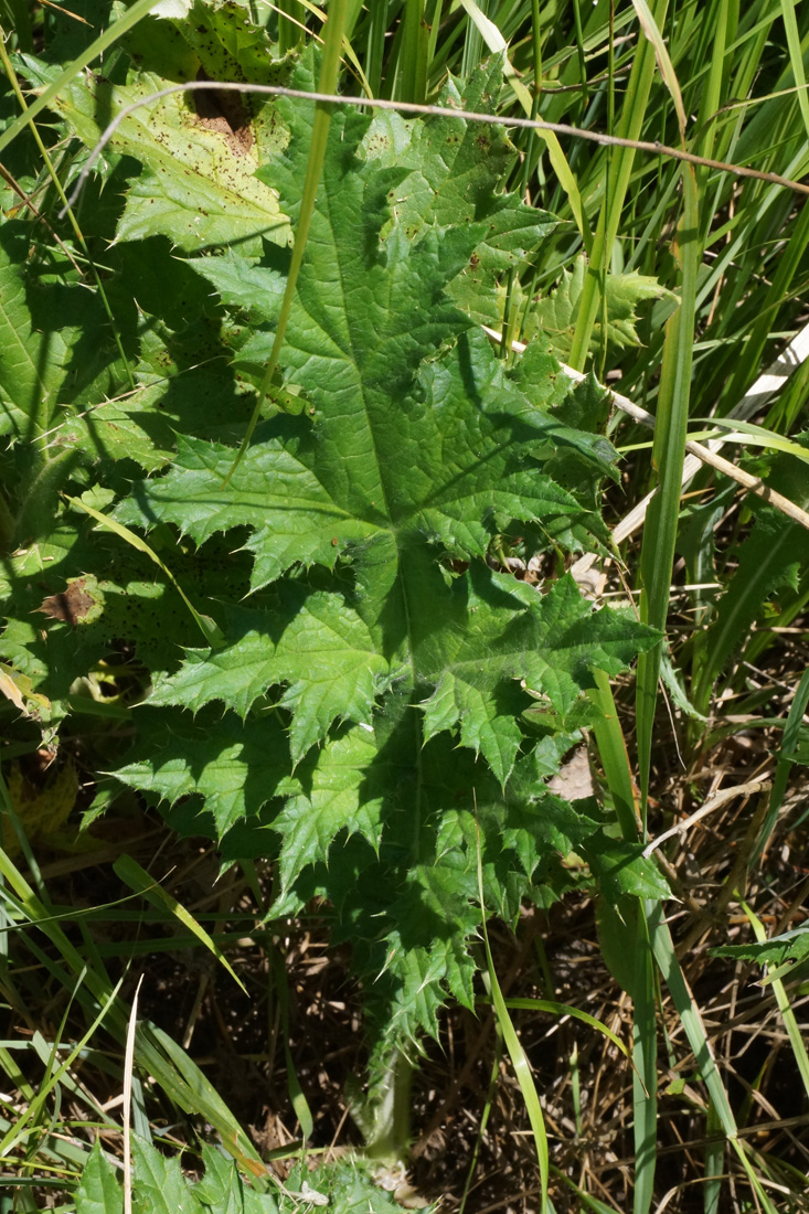 Image of Echinops sphaerocephalus specimen.