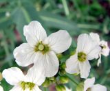 Armoracia sisymbrioides. Цветки. Якутия (Саха), территория г. Якутск. 11.06.2012.