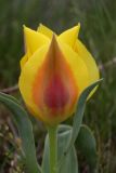Tulipa greigii. Цветок. Южный Казахстан, Сырдарьинский Каратау, р-н перевала Куюк. 13.04.2015.