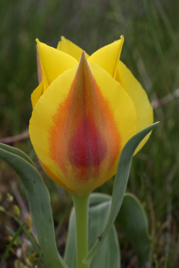 Image of Tulipa greigii specimen.