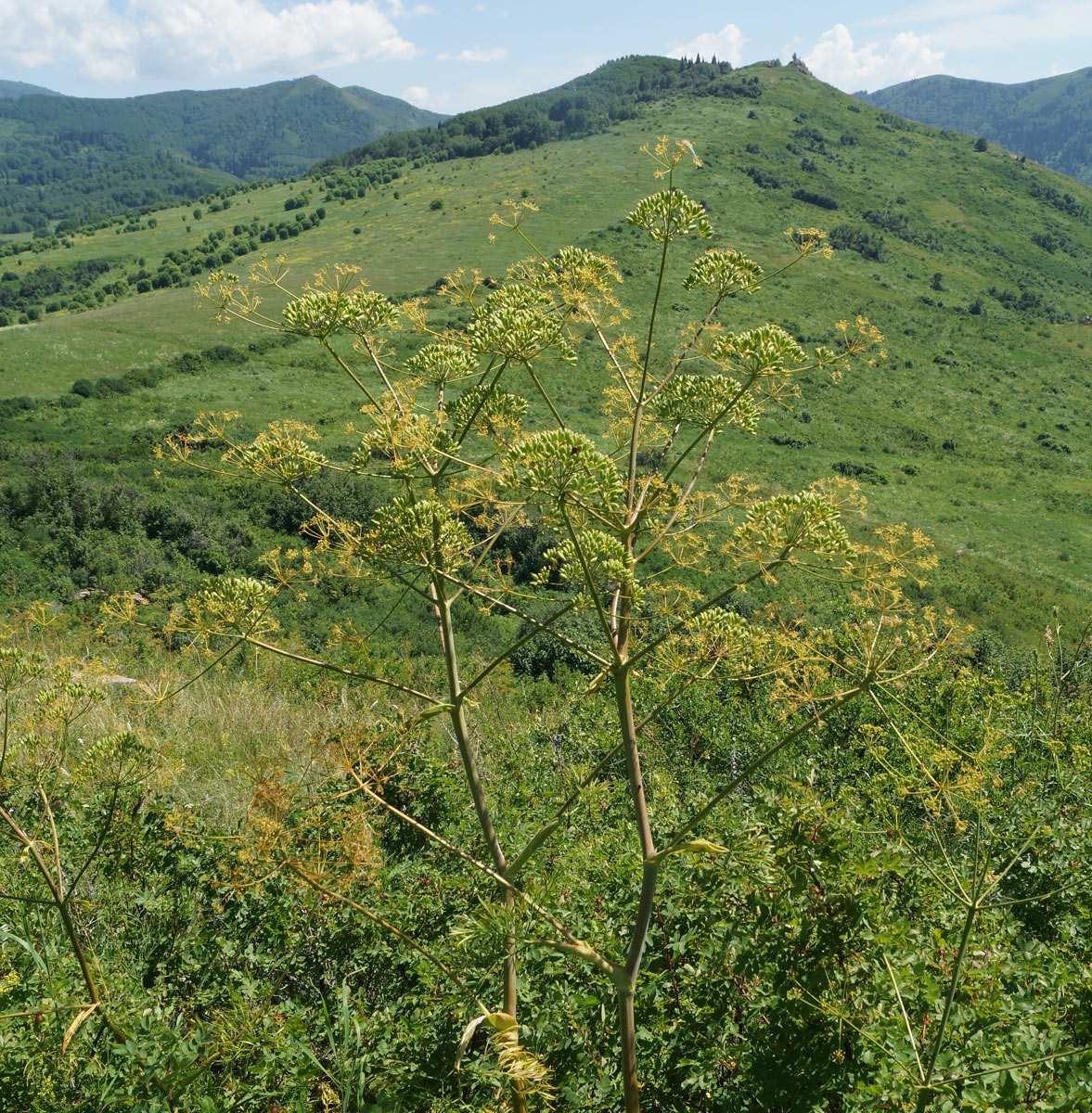 Image of Ferula songarica specimen.