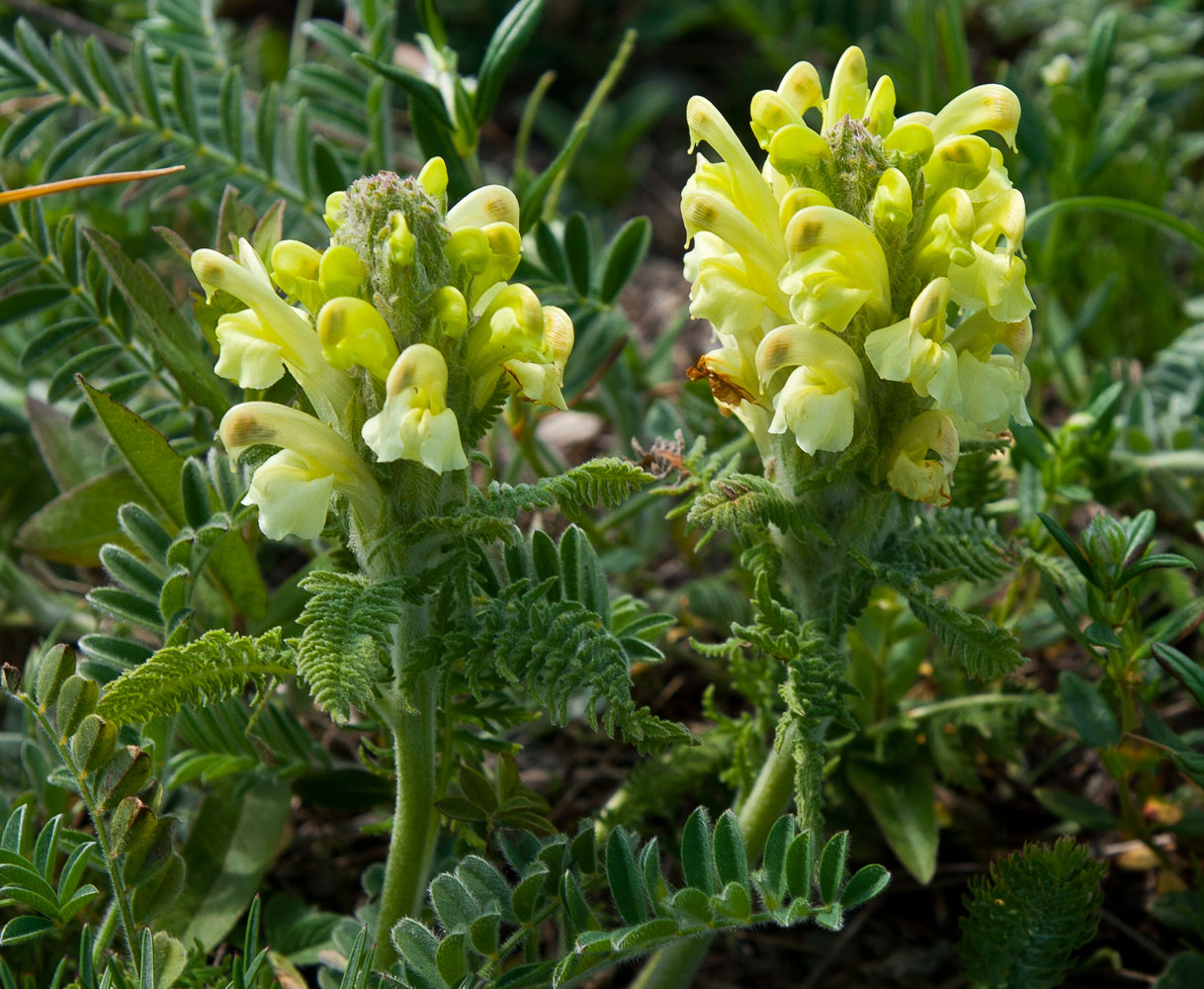 Изображение особи Pedicularis sibthorpii.