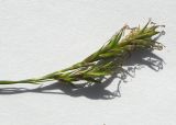 Image of taxon representative. Author is Сергей Банкетов