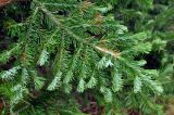 Abies sibirica