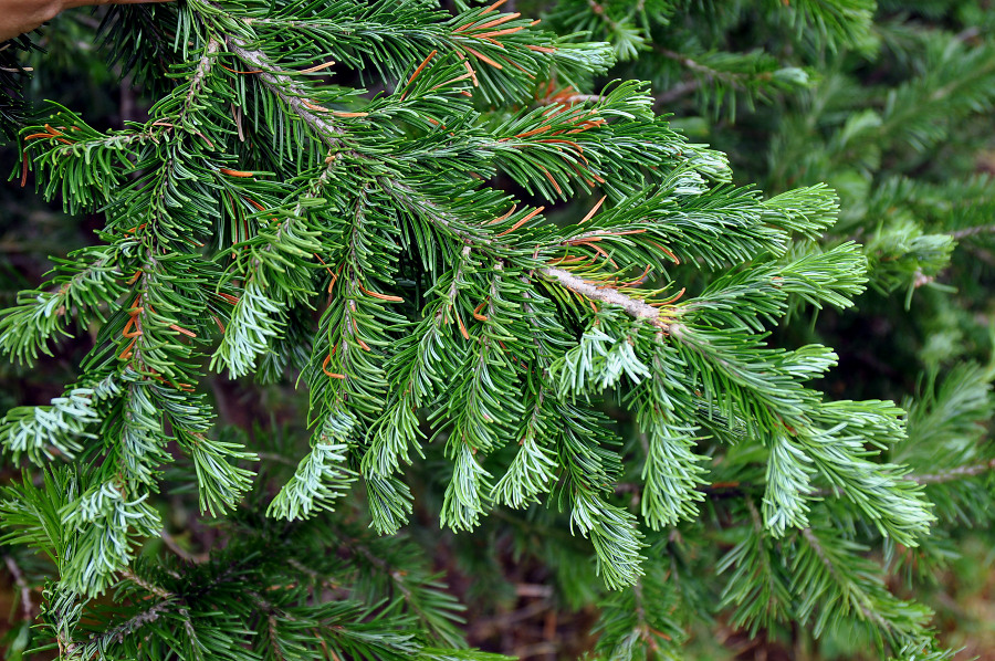 Изображение особи Abies sibirica.