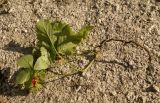 Rubus saxatilis