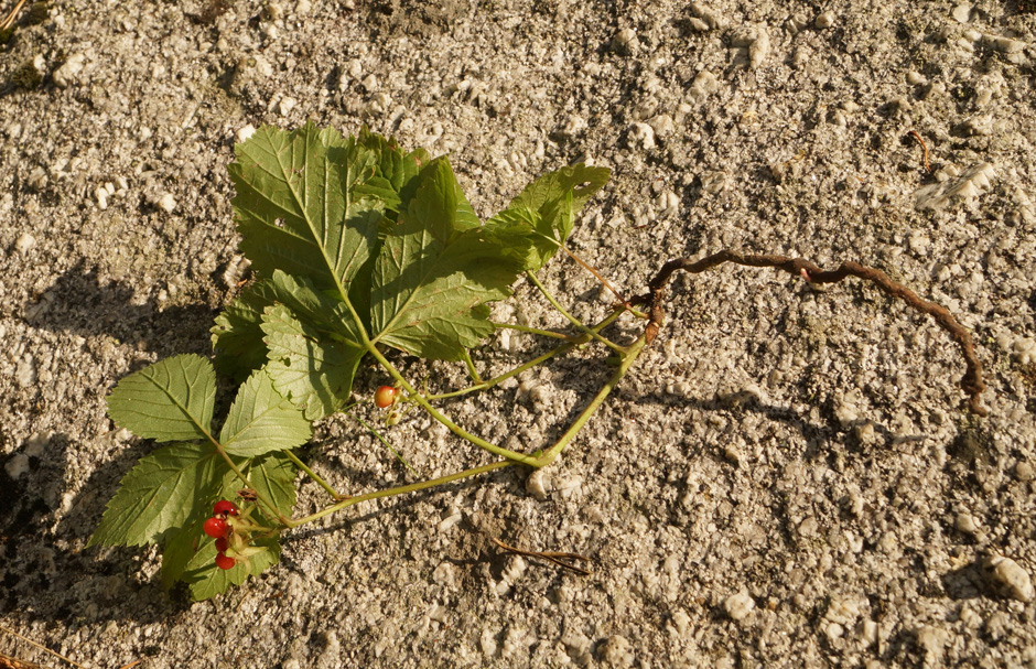 Image of Rubus saxatilis specimen.