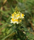 Linaria vulgaris