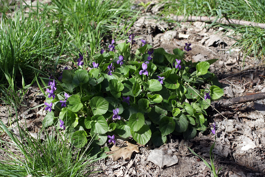 Изображение особи Viola odorata.