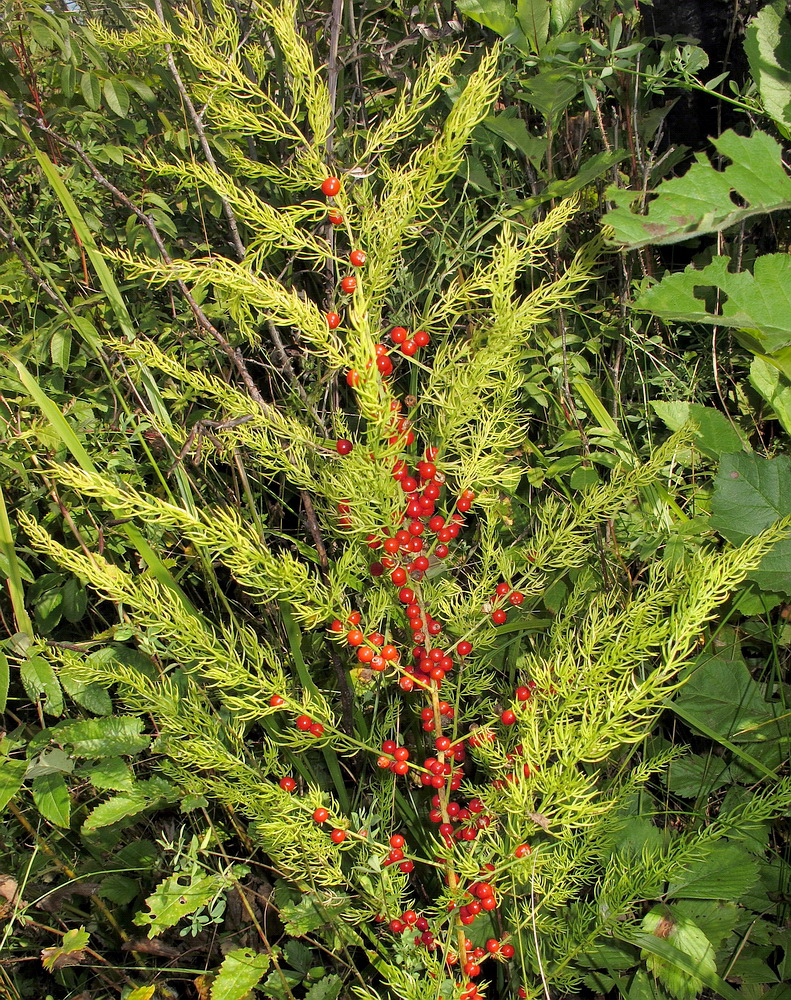 Изображение особи Asparagus schoberioides.